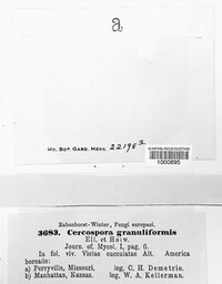 Passalora granuliformis image